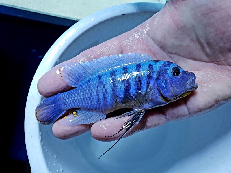 Maylandia fainzilberi 'Charo'